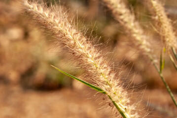 Beautiful background from the flowers of the grass beside the road.