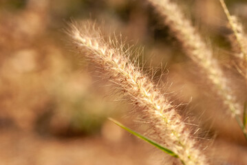 Obraz premium Beautiful background from the flowers of the grass beside the road.
