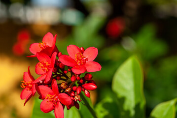 Several red flowers on a blurred background.