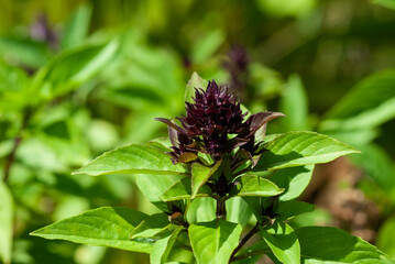 Close-up shot of purple flowers of Sweet Basil plant on blurred background.