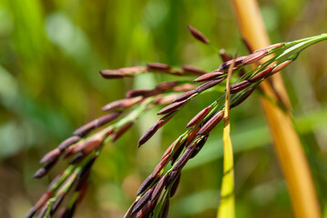 Obraz premium Close up purple rice in a field plot on a blurred background.