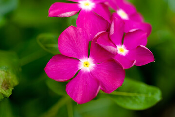 Beautiful background image of pink flowers.