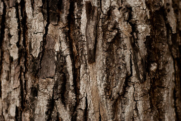 Beautiful background from the bark in the forest.