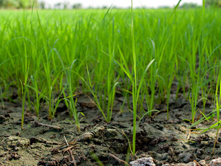 Selective focus on rice plant in the rice field 