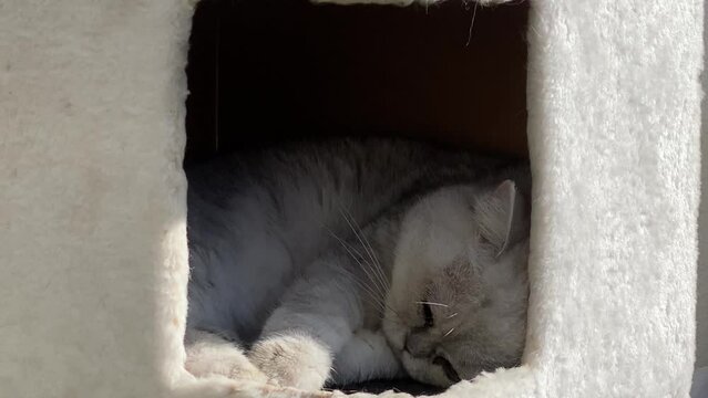 female Persian cat sleeping on her room while catching some sun.