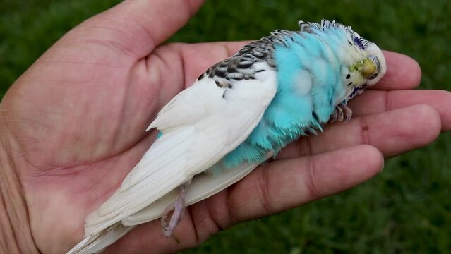 Holding dead small parrot in hand