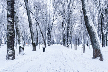 Winter park with trees, cameoes and pavement covered with snow after a snowfall.