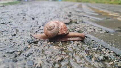 snail on a leaf