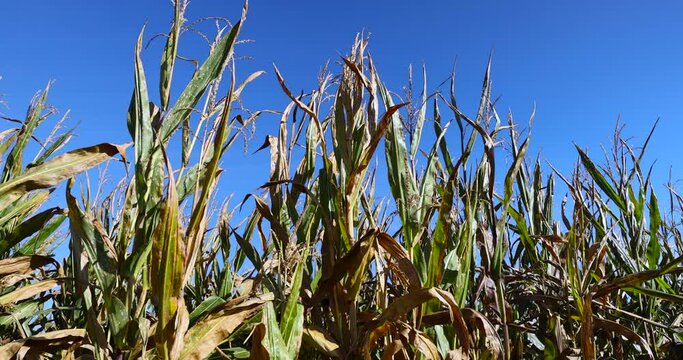 Dry corn sways in the wind in the autumn season, a field with a ripe corn crop in sunny, clear weather