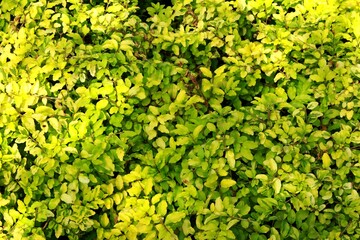 Ligustrum Lemon or Chinese Privet, Ligustrum Undulatum