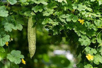 Bitter melon or green bitter gourd growth on vine in the garden.