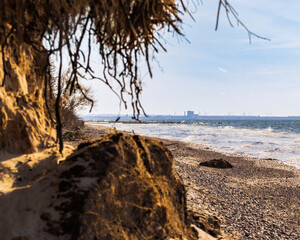 tree on the beach