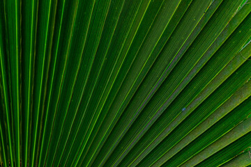 palm leaf background close up