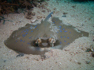 Blue spotted stingray hiding in the sand