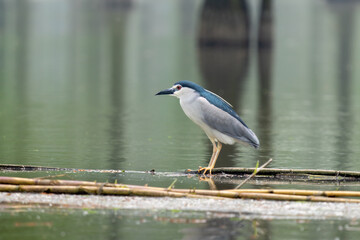 Beautiful standing Black-crowned Night-Heron (Nycticorax nycticorax)