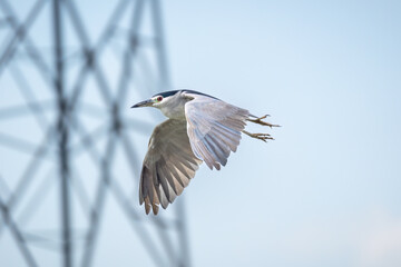 Beautiful flying Black-crowned Night-Heron (Nycticorax nycticorax)