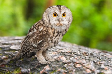 Beautiful wild owl sitting on wood
