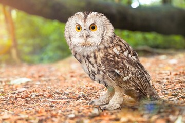 Beautiful wild owl sitting on wood