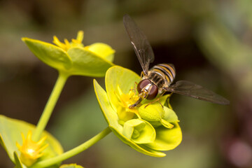 Marmalade hoverfly, Episyrphus balteatus, feeding from a yellow flower on a sunny day