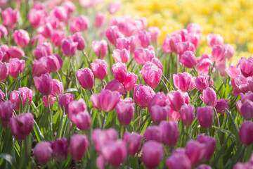 field of pink tulips in spring