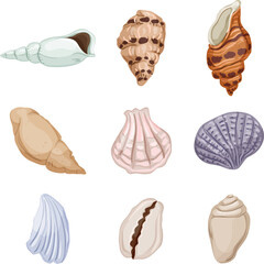 sea shell set cartoon. beach seashell, summer ocean, marine conch, snail clam, decoration sea shell vector illustration