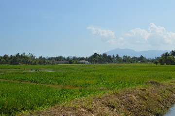 Fototapeta na wymiar Rice Paddy Field On Hillside