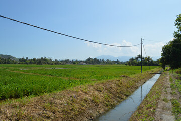 Rice Paddy Field On Hillside