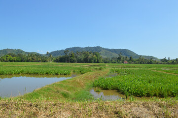 Rice Paddy Field On Hillside