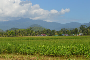 Rice Paddy Field On Hillside