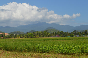 Rice Paddy Field On Hillside