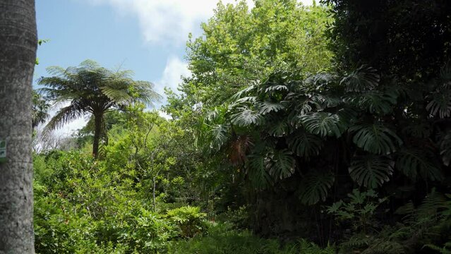 Azores, Jardim Botanico Antonio Borges view of nature.