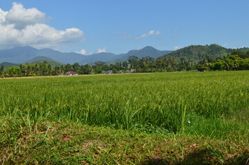 Rice Paddy Field On Hillside
