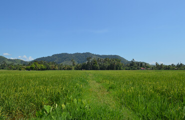 Fototapeta na wymiar Rice Paddy Field On Hillside