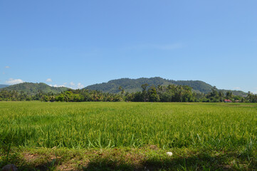 Rice Paddy Field On Hillside