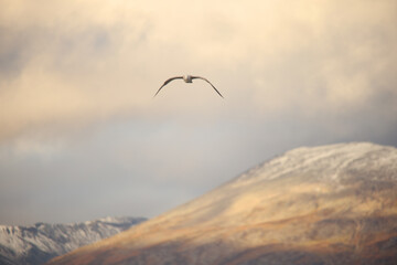 Naklejka premium Sea Bird Soars the Norwegian Fjords