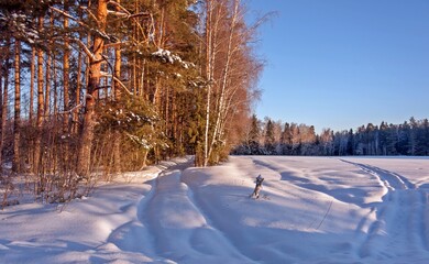 February sunny day on the edge of the forest