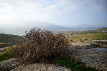 A bush on the background of mountains