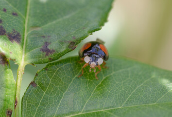 The Asian Ladybug. Harmonia axyridis, also 