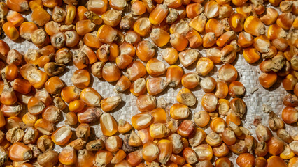 heap of corn kernels as background