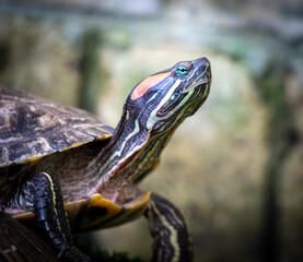 Turtle portrait in nature. Close-up