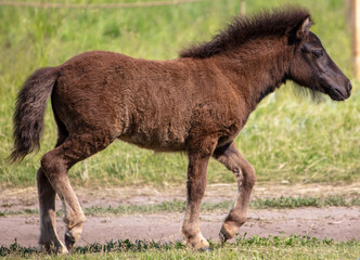 A small horse runs along a dirt road in nature
