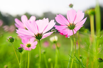 Pink cosmos flowers in the garden