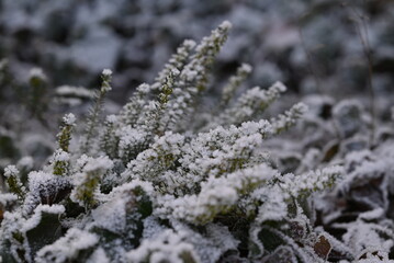 Green plant with hoarfrost as a close up
