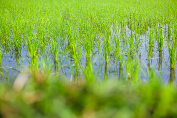 Rice sprouts in the paddy rice field