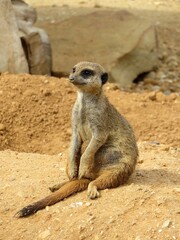 Fototapeta premium Suricate