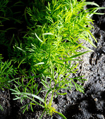 Young green dill grows in the ground.