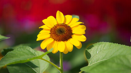 sunflower in the garden