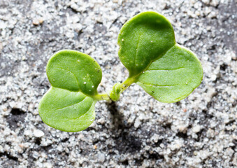 Radish sprouts break through the ground in spring.