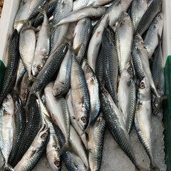Obraz premium Mackerels on fish stall in the market of Sanary-sur-mer,