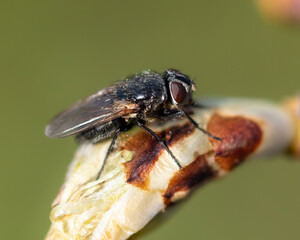Fly on the opening bud of a tree.